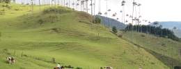 Valle de cocora